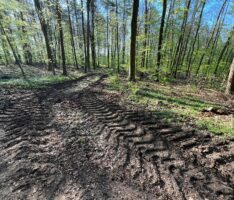 Leserbrief von Dr. Dorothea Ksoll-Rudek: Alarmierende Entwicklung im Nußlocher Wald