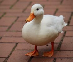 Ente legt Schienenverkehr in Heidelberg lahm