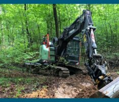 Neues Biotop im Nußlocher Wald
