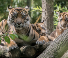 Muttertag im Zoo – Geduldige und weniger geduldige Tiermütter