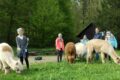 Lindis Glückstag: Unsere unvergessliche Alpaka-Wanderung am Königsstuhl