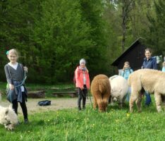 Lindis Glückstag: Unsere unvergessliche Alpaka-Wanderung am Königsstuhl