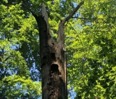 Baumstamm am Blockhüttenweg bleibt Vögeln und Insekten erhalten