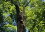 Baumstamm am Blockhüttenweg bleibt Vögeln und Insekten erhalten
