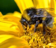 Die Hummeln sind los – Jetzt mitmachen bei der Hummel-Challenge