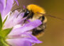 Bundesweite Mitmachen-Aktion „Insektensommer“