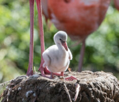 Flauschig, hellgrau, mit großen Füßen – Kuckuckseier im Flamingosee?