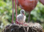 Flauschig, hellgrau, mit großen Füßen – Kuckuckseier im Flamingosee?