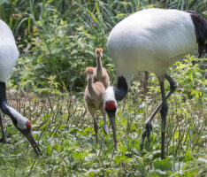 Mandschurenkraniche im Zoo haben Nachwuchs