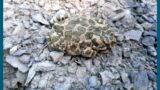 Bauhofmitarbeiter machten seltenen Fund im Steinbruch: Wechselkröte gerettet