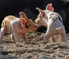 Neun kleine Glücksschweine erobern die Herzen im Zoo