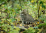 BUND: Wälder und Wiesen für Wildkatzen schaffen – praktische Tipps zum Mitmachen