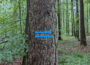 Serie „Mit dem Kreisforstamt durchs Jahr“ (Teil 6): Warum manche Graffiti im Wald erlaubt sind