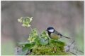 Nabu Umfrage „Stunde der Wintervögel“: Weniger Spatzen, Meisen und Amseln