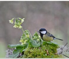 Ursachen des Vogelrückgangs im heimischen Garten: Ein Blick auf die Fakten