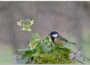 Ursachen des Vogelrückgangs im heimischen Garten: Ein Blick auf die Fakten