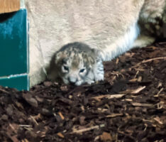 Lang ersehnter Löwennachwuchs <br/>Junger Löwe im Zoo Heidelberg geboren