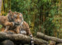 Ab dem vierten Besuch lohnt sich die Jahreskarte des Heidelberger Zoos