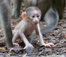 Weißscheitelmangabe im Zoo geboren<br/>Botschafter der bedrohten Tierwelt