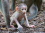 Weißscheitelmangabe im Zoo geboren<br/>Botschafter der bedrohten Tierwelt