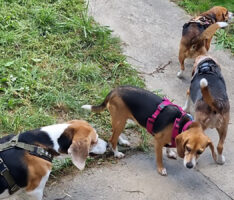 Laborbeagle erleben einen besonderen Nachmittag im Tom-Tatze-Tierheim