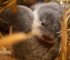 Kuscheln, schlafen, toben Zwergotter-Nachwuchs sorgt für Kuschelfaktor im Zoo Heidelberg