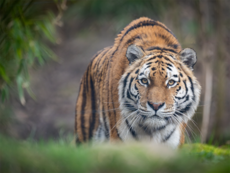 UN-Biodiversitätskonferenz: Zoos wollen keine Museen für ausgestorbene Tiere werden 