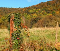 Indian Summer in Nußloch / 2024