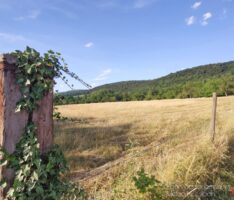 Temperatur- und Niederschlags-abweichungen 2024 in Nußloch: Ein Jahr der Wärmerekorde