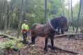 Spannende Einblicke in die nachhaltige Waldnutzung