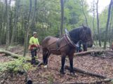 Spannende Einblicke in die nachhaltige Waldnutzung