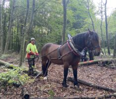 Spannende Einblicke in die nachhaltige Waldnutzung