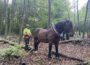 Spannende Einblicke in die nachhaltige Waldnutzung