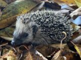Der westeuropäische Igel steht auf der Roten Liste bedrohter Tierarten