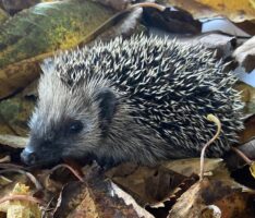 Der westeuropäische Igel: Erstmals als bedrohte Tierart eingestuft