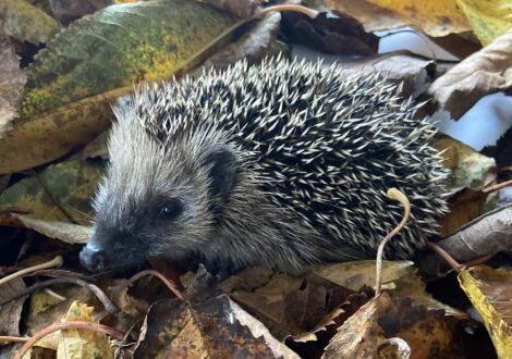 Der westeuropäische Igel: Erstmals als bedrohte Tierart eingestuft