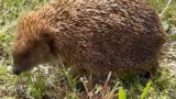 Igel – hilfsbedürftig oder nicht?