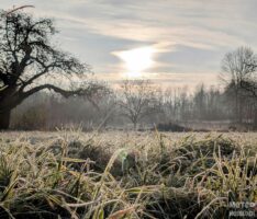 Morgenstimmung an der Bockwiese