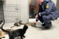 Babykatzen in Heidelberg-Kirchheim gefunden – Polizei sucht Besitzer