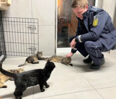 Babykatzen in Heidelberg-Kirchheim gefunden – Polizei sucht Besitzer