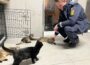 Babykatzen in Heidelberg-Kirchheim gefunden – Polizei sucht Besitzer