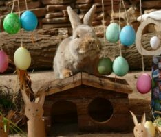 Blütenmeer und Ostergehege laden zum Frühlingsausflug ein