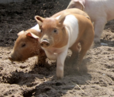 Ferkel begeistern Besucher auf dem Bauernhof des Zoo Heidelberg