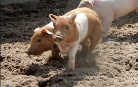 Ferkel begeistern Besucher auf dem Bauernhof des Zoo Heidelberg