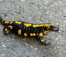 Feuersalamander in Nußloch gesichtet