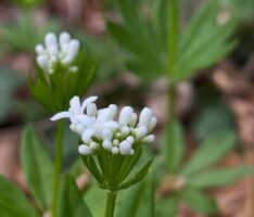 Frühlingsbote im Nußlocher Gemeindewald: Der Waldmeister