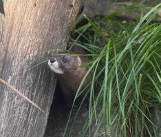 Nerz Lola zurück im Walldorfer Tierpark