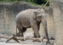 Elefant Yadanar ist gut angekommen – Wie ein Elefanten-Umzug funktioniert