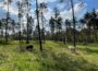 Tierisch gute Landschaftspflege – die Waldweide in Walldorf als Ausflugsziel