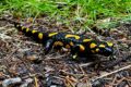 Feuersalamander als Botschafter für den Naturschutz in Nußloch